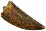 Serrated Raptor Tooth - Real Dinosaur Tooth #357973-1